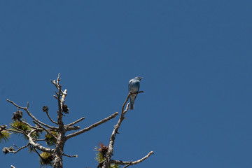 Mountain Bluebird