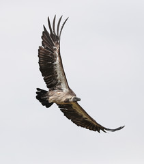 Close up of an African White-backed Vulture in flight