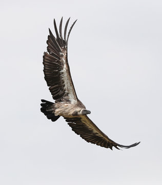 Close Up Of An African White-backed Vulture In Flight