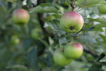 Fresh apples on tree