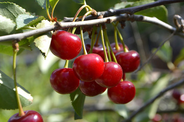 Cherry or sweet cherry on the tree