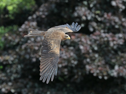 Close up of a Black Kite in flight