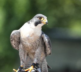 Portrait of a Peregrine Falcon