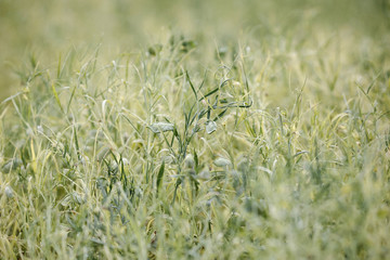 Spring field with growing Grass pea (Lathyrus sativus) plants