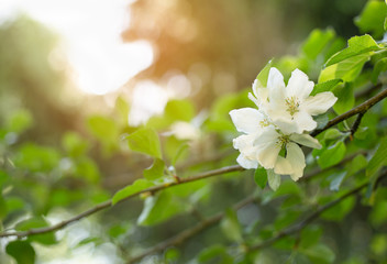 Beautiful white apple flowers on apple tree with morning sun light background.