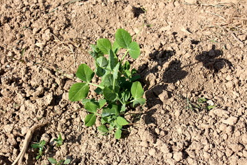 Small green pea plant freshly planted in garden ready to grow surrounded with dry ground and few dried branches on warm sunny day