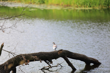 Gołąb pocztowy na pniu drzewa nad wodą. - obrazy, fototapety, plakaty