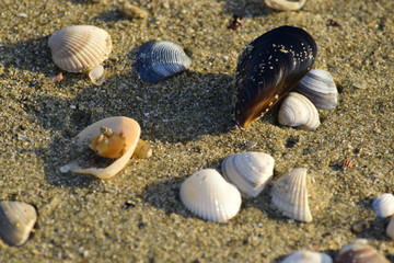 Sea shells on beach