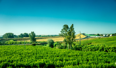 Spain, Cordoba, SCENIC VIEW OF AGRICULTURAL FIELD AGAINST BLUE SKY