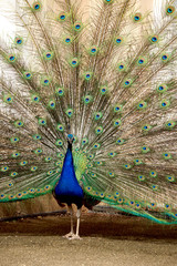 Naklejka premium Сlose-up of a peacock, vertical image.