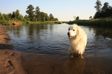 Duży biały pies stojący w rzece