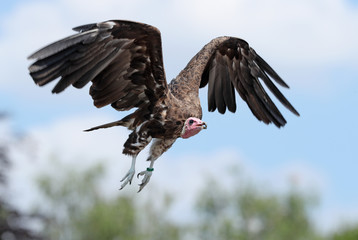 Close up of a White-headed Vulture in flight