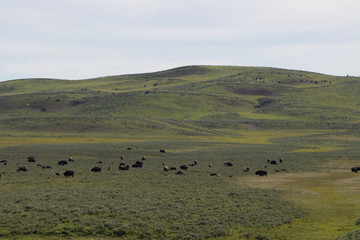 Bison Herd on Green Hills