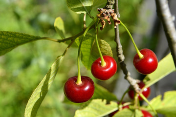 Cherry or sweet cherry on the tree