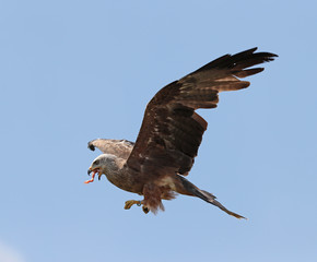 Close up of a Black Kite in flight