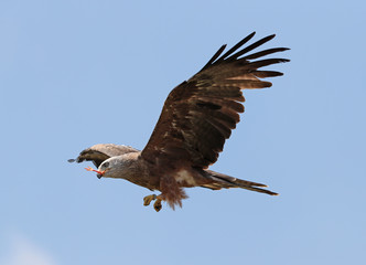 Close up of a Black Kite in flight