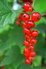 Bunch of red currants on branch on green blurred leaves background with copy space for text close up view.