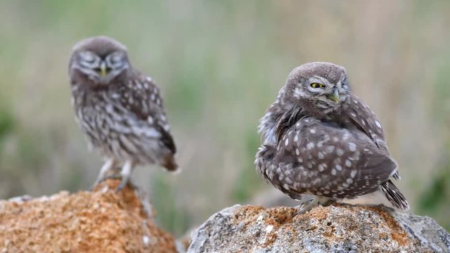 Two young Little owl (Athene noctua) its on the stone and cleans its feathers.