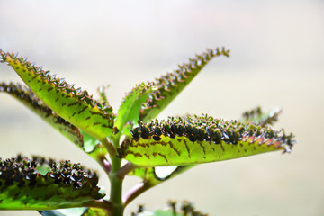 Kalanchoe daigremontiana plant. Mother of thousands. Alligator plant