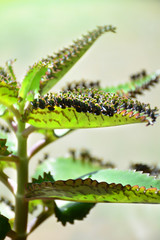 Kalanchoe daigremontiana plant. Mother of thousands. Alligator plant