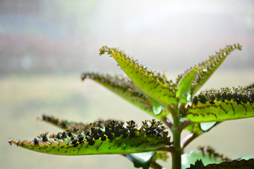 Kalanchoe daigremontiana plant. Mother of thousands. Alligator plant