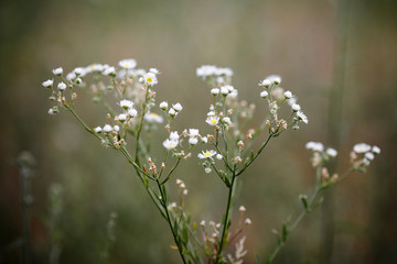 Chamomile (Matricaria chamomilla)