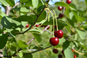 Cherry or sweet cherry on the tree