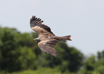 Close up of a Black Kite in flight