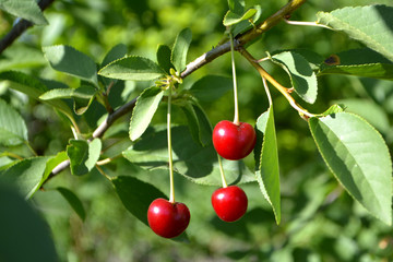 Cherry or sweet cherry on the tree
