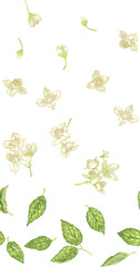 Seamless pattern with jasmine plant parts like buds, flowers and leaves