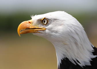 Close up of a Bald Eagle