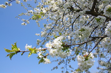 Blooming cherry tree