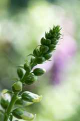 Pflanze mit vielen Knospen