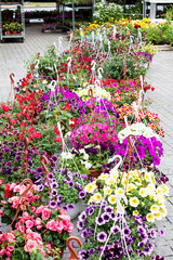 Fototapeta na wymiar Different flowers in flowers market.