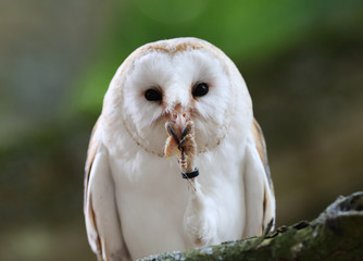 Close up of a Barn Owl enjoying a meal