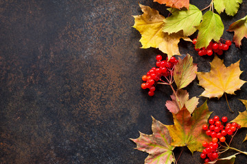 Autumn motive. Autumn background with autumn maple red and orange leaves and berries on  slate background. Top view flat lay background with copy space.