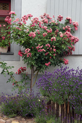 Fototapeta na wymiar Charming rose bushes and lavender in front of the house, vertical image