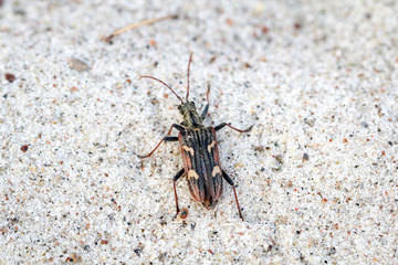 Kupferbrauner Sandlaufkäfer (Cicindela Hybrida) 