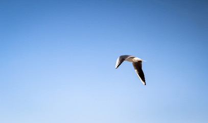 Ostsee mit Möwen 