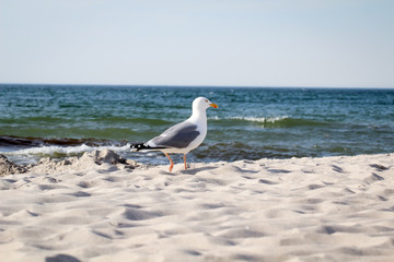 Ostsee mit Möwen 
