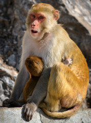 Naklejka premium Monkey Feeding