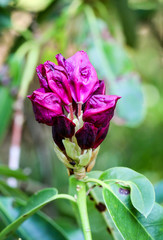 Blüten vom Rhododendron