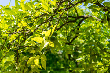 Obraz premium Spain, Cordoba, LOW ANGLE VIEW OF LEAVES ON TREE