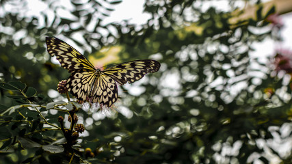 Schmetterling breitet die Flügel auf Nahaufnahme