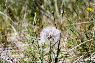 Dandelion and Long Grass Background