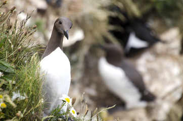 Close Up of a Guillemot Seabird