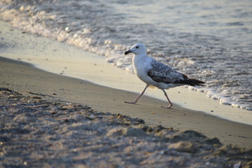Seagull walking on beach