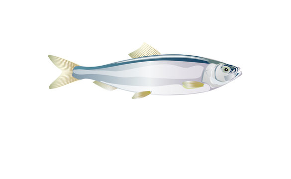 Vector herring. Shad baltic, fish for design seafood packaging and market illustration