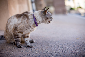 Chat de profil dans la rue © Arnaud Najarro