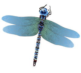 dragonfly1